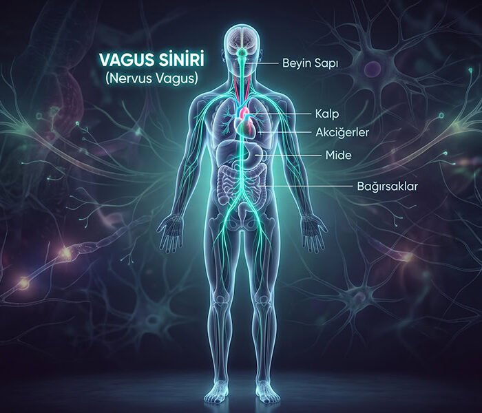 vagus siniri